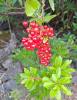 Salsepareille, Liseron épineux Smilax aspera L., 1753