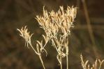 Petite centaurée commune, Erythrée Centaurium erythraea Rafn, 1800