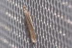  Sophronia semicostella (Hübner, 1813)
