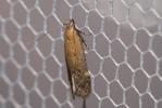  Stomopteryx remissella (Zeller, 1847)