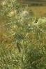 Cirse laineux, Cirse aranéeux Cirsium eriophorum (L.) Scop., 1772