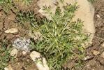 Corne-de-cerf didyme Lepidium didymum L., 1767