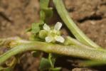 Corne-de-cerf didyme Lepidium didymum L., 1767