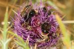 Abeilles Apoidea Latreille, 1802
