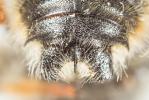  Anthidium montanum Morawitz, 1864