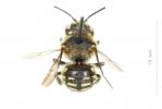  Anthidium punctatum Latreille, 1809