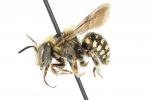  Anthidium punctatum Latreille, 1809