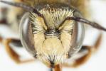  Anthidium punctatum Latreille, 1809