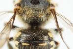  Anthidium punctatum Latreille, 1809
