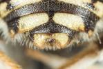  Anthidium punctatum Latreille, 1809