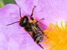  Osmia niveata (Fabricius, 1804)