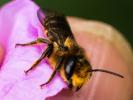  Osmia niveata (Fabricius, 1804)