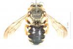  Icteranthidium laterale (Latreille, 1809)