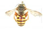  Icteranthidium laterale (Latreille, 1809)