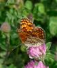 Mélitée des Centaurées (La), Grand Damier (Le) Melitaea phoebe (Denis & Schiffermüller, 1775)