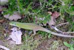 Lézard vert occidental Lacerta bilineata bilineata Daudin, 1802