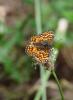 Mélitée de Fruhstorfer Melitaea celadussa Fruhstorfer, 1910