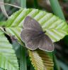 Tristan (Le) Aphantopus hyperantus (Linnaeus, 1758)