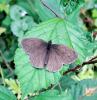 Tristan (Le) Aphantopus hyperantus (Linnaeus, 1758)