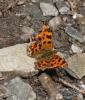 Gamma (Le), Robert-le-diable (Le), C-blanc (Le), D Polygonia c-album (Linnaeus, 1758)