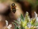  Osmia aurulenta (Panzer, 1799)