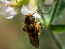  Osmia aurulenta (Panzer, 1799)