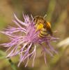  Halictus scabiosae (Rossi, 1790)