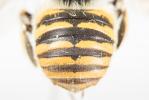  Anthidium cingulatum Latreille, 1809