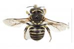  Anthidium diadema Latreille, 1809