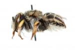  Anthidium diadema Latreille, 1809