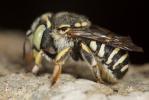  Anthidium diadema Latreille, 1809