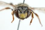  Anthidium diadema Latreille, 1809