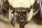  Anthidium diadema Latreille, 1809