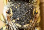 Anthidium diadema Latreille, 1809