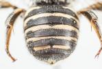  Anthidium diadema Latreille, 1809