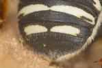  Anthidium diadema Latreille, 1809