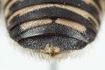  Anthidium diadema Latreille, 1809