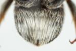  Anthidium diadema Latreille, 1809