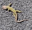 Lézard ocellé Timon lepidus (Daudin, 1802)