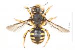  Anthidium florentinum (Fabricius, 1775)
