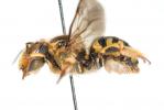  Anthidium florentinum (Fabricius, 1775)