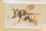  Anthidium florentinum (Fabricius, 1775)