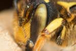  Anthidium florentinum (Fabricius, 1775)