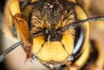  Anthidium florentinum (Fabricius, 1775)