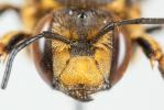  Anthidium florentinum (Fabricius, 1775)