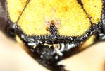  Anthidium florentinum (Fabricius, 1775)