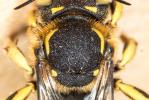  Anthidium florentinum (Fabricius, 1775)