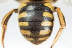  Anthidium florentinum (Fabricius, 1775)