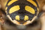  Anthidium florentinum (Fabricius, 1775)