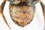  Anthidium florentinum (Fabricius, 1775)